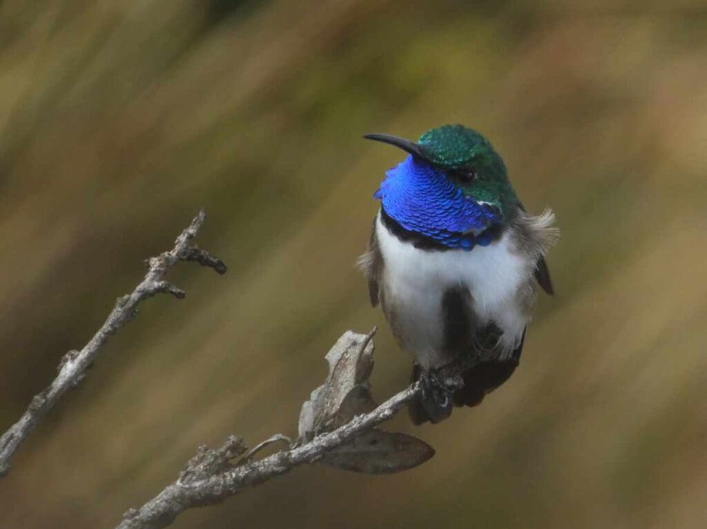Estrilla de garganta azul (colibrí) macho posado sobre una rama vertical, Cerro de Arcos, Ecuador.