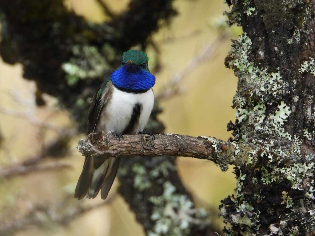 Estrilla de garganta azul (colibrí) macho posado sobre una rama, Cerro de Arcos, Ecuador.