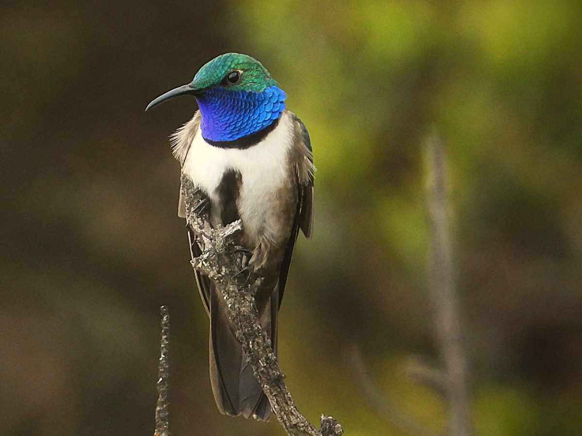 Estrilla de garganta azul (colibrí) macho posado sobre una rama vertical, Cerro de Arcos, Ecuador.
