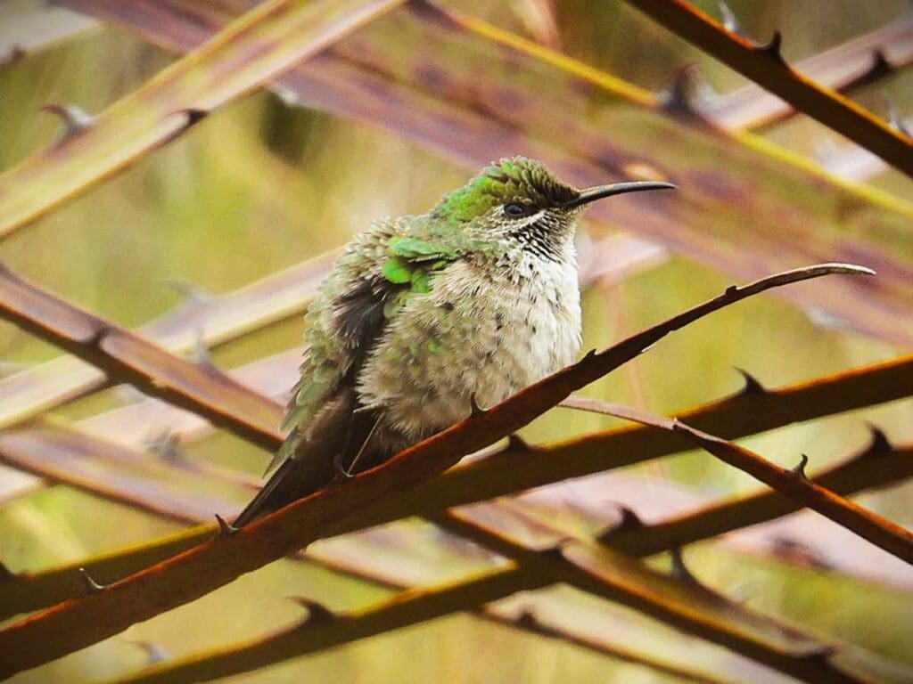Estrilla de garganta azul (colibrí) hembra posado sobre una rama, Cerro de Arcos, Ecuador.
