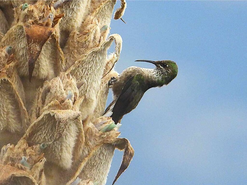 Estrella de garganta azul (colibrí) hembra posada sobre una achupalla en flor, Cerro de Arcos, Ecuador.