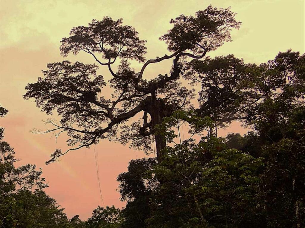 Ceiba pentandra en el Yasuni, Ecuador.