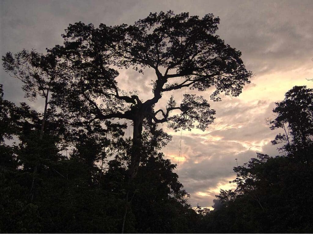 Una ceiba pentandra durante el artadecer en el Parque Nacional Yasuni, Ecuador
