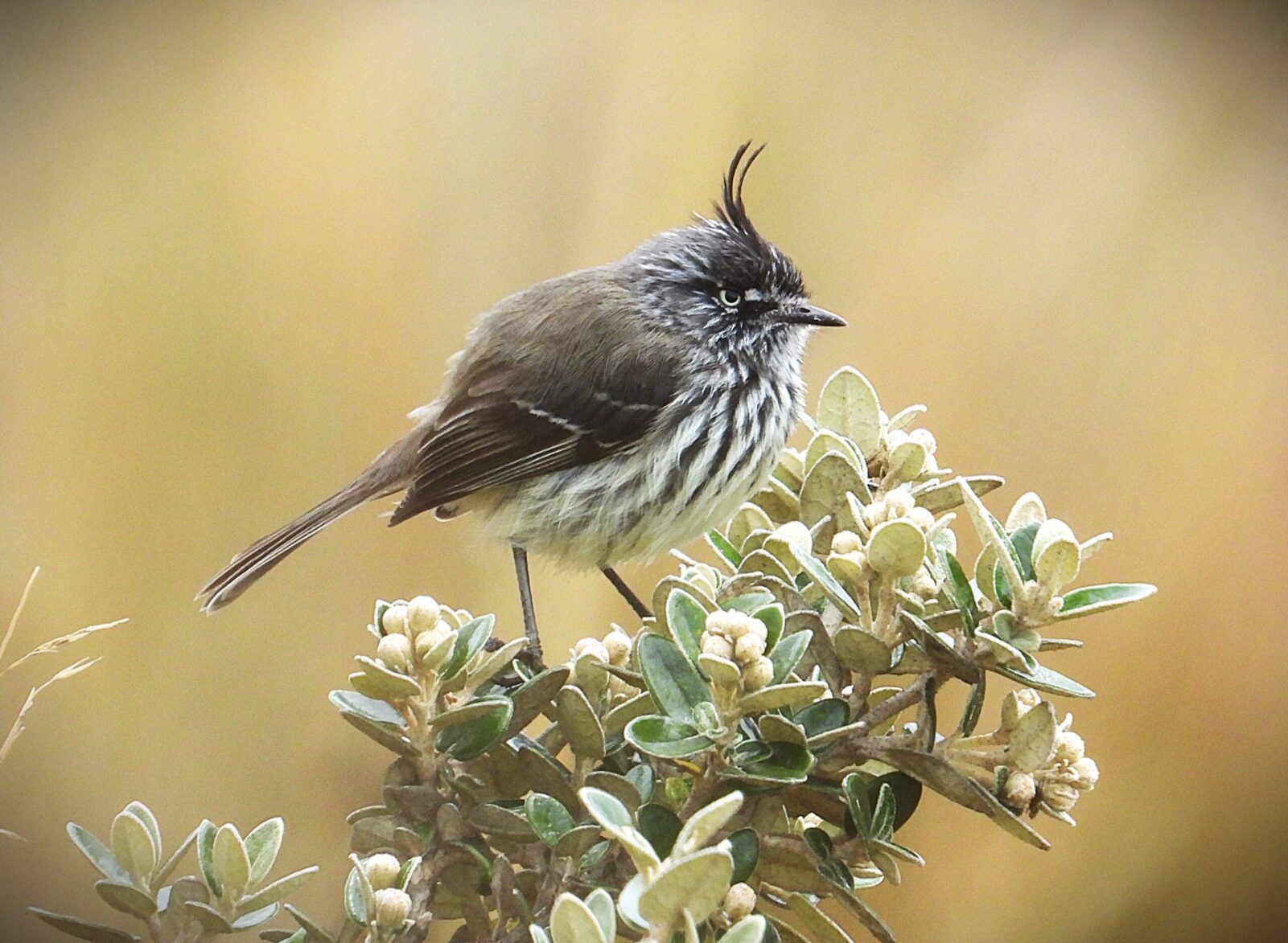 Tufted Tit Tyrant | ©Francisco Sornoza