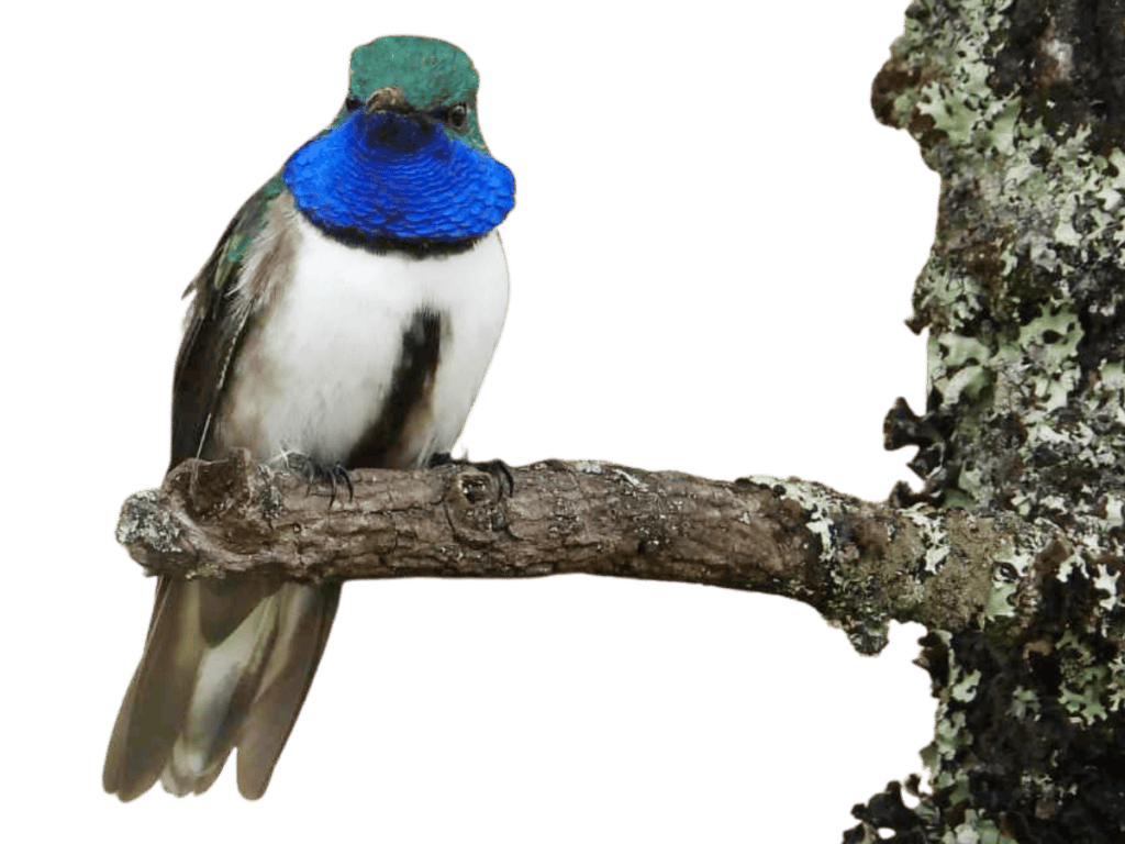 Estrella de Garganta Azul, colibrí posado en una rama. Fotografía de Francisco Sornoza.